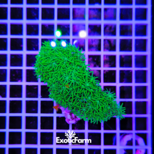 Clavularia viridis "full green" - medium