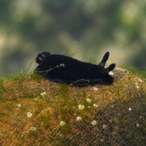 Dendrodoris nigra - Black nudibranch