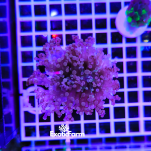 Euphyllia paradivisa "purple tips"