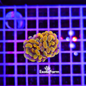 Euphyllia parancora "Gold nuggets"