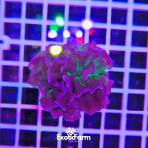 euphyllia corallo LPS