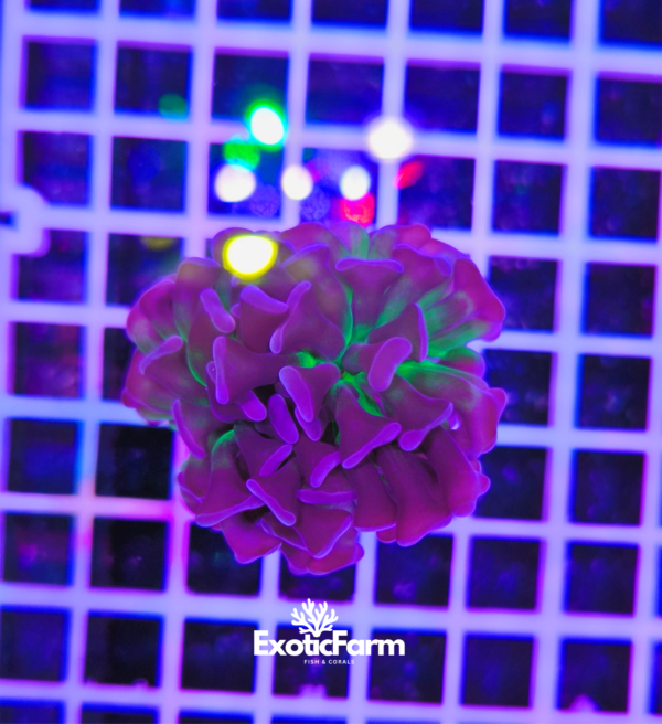 euphyllia corallo LPS