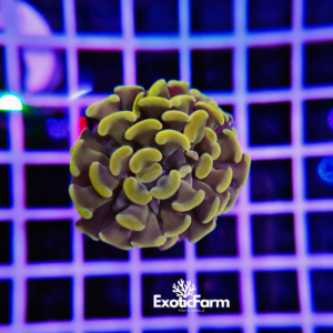 Euphyllia parancora "Olive Gold Hammer"