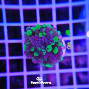 Euphyllia parancora "Splatter Branching"
