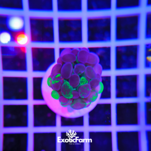 Euphyllia parancora "half Splatter"