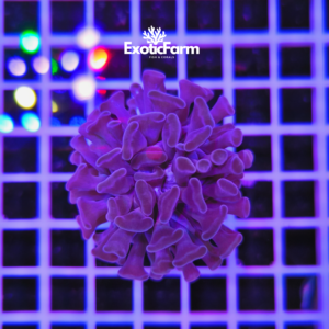 Euphyllia parancora "purple pearl"