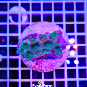 Goniastrea sp. - "green eyed" wysiwyg