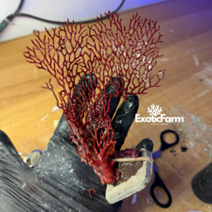 Gorgonia red (Acabaria splendens) XL