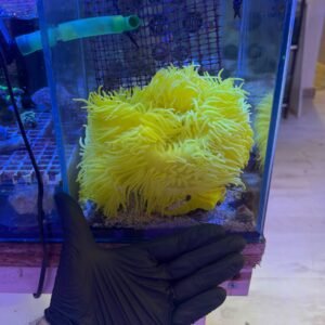 Heteractis malu yellow - XXL 20-30 cm