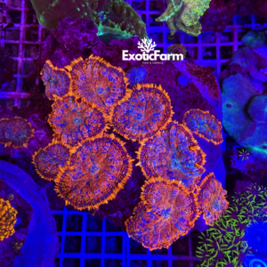 Rhodactis "forest fire" colonia 10 polipi