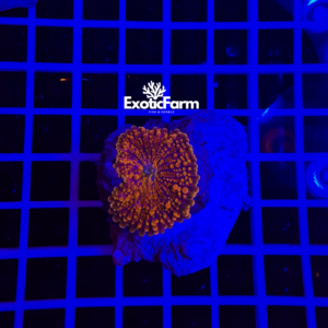 Ricordea yuma "full orange"