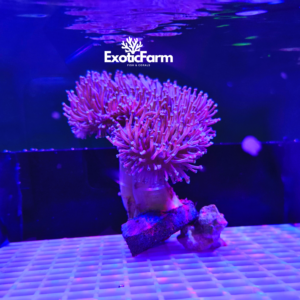 Sarcophyton glaucum, medium-large
