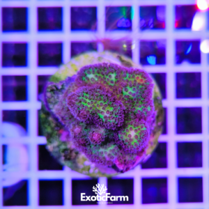 Stylocoeniella sp. - "vivid purple" wysiwyg