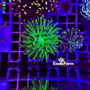 Euphyllia glabrescens "Blueberry"