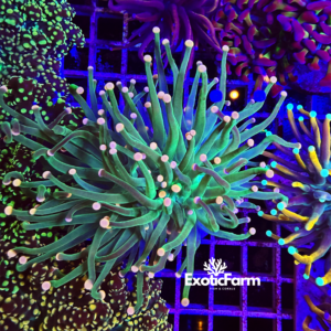 Euphyllia glabrescens "Cotton candy"
