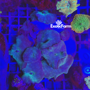 Discosoma "Blu" colonia madre