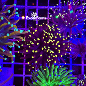 Euphyllia glabrescens "Rasta"