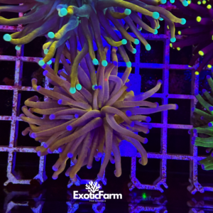 Euphyllia glabrescens "golden torch 24k"