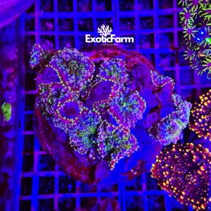 Ricordea yuma "green purple" colonia madre