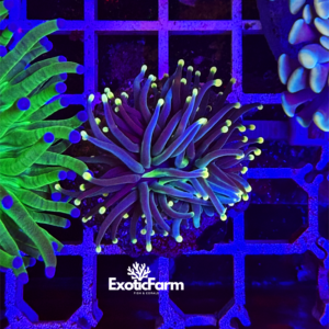 Euphyllia glabrescens "Joker"
