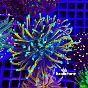 Euphyllia glabrescens "Ny knicks"