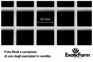 quotature griglia coralli
