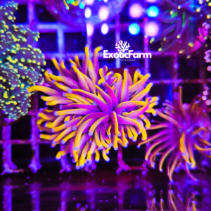 Euphyllia glabrescens  "24k ultra"