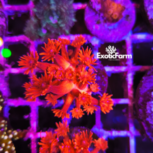 Goniopora Super Red LPS dalla colorazione rossa intensa e spettacolare. Corallo raro e scenografico, allevato in farm italiana e pronto per reef.
