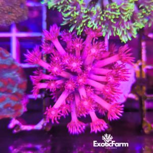 Goniopora - "pink ultra"