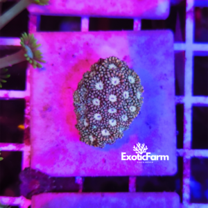 Goniopora sp. - "green pearl" - medium