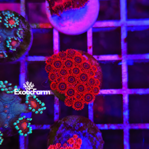 Goniopora - "super red gony"