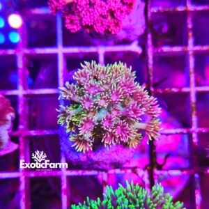 Goniopora - "rainbow shamrock"