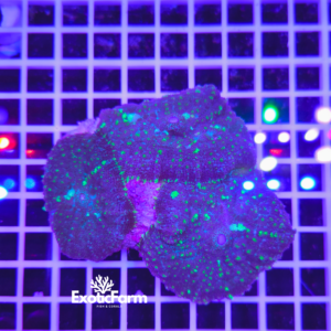 Rhodactis Frosted Moss - colonia