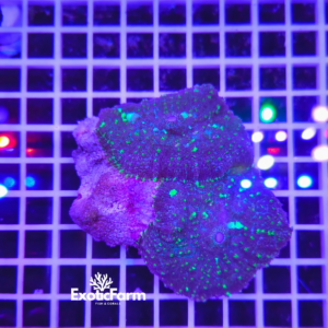 Rhodactis Frosted Moss - colonia 2 polipi