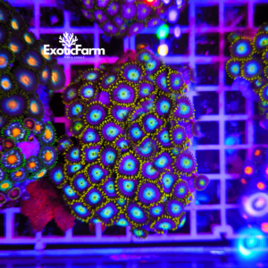 Zoanthus "Green Sky Pops" - extralarge