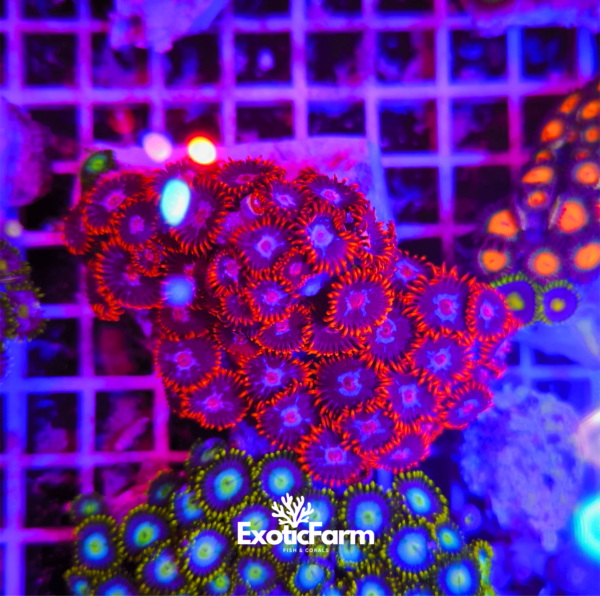 ### Colore e varietà Lo **Zoanthus Fire Pink** nasce da un interessante processo di selezione in allevamento, partendo dalla famosa varietà **Fire and Ice**. Durante la crescita, alcune colonie sono state mantenute vicino a esemplari caratterizzati da tonalità più fucsia, favorendo la comparsa di una colorazione con caratteristiche intermedie tra le due varietà. Il risultato è uno Zoanthus dal forte impatto visivo, che conserva la struttura e il contrasto tipico della Fire and Ice, ma con un centro del polipo trasformato in una tonalità rosa/fucsia molto più intensa. Questo particolare mix cromatico dona al polipo un aspetto più acceso e ricercato. Negli Zoanthus possono comparire nel tempo variazioni di colore legate alla selezione, alla crescita in condizioni differenti e all'interazione con colonie vicine. Proprio come un effetto di fusione tra tonalità diverse, questa varietà rappresenta una combinazione unica tra la base Fire and Ice e sfumature più vicine al fucsia. Il risultato finale è una colorazione rara e particolare, apprezzata dagli appassionati che cercano morph con caratteristiche fuori dal comune e difficili da trovare nelle selezioni tradizionali.