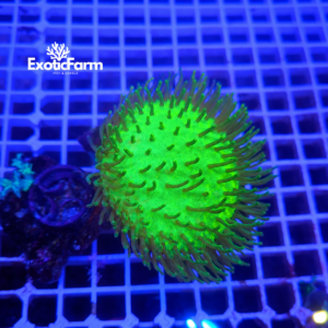 Sarcophyton glaucum, medium-large "green fluo"